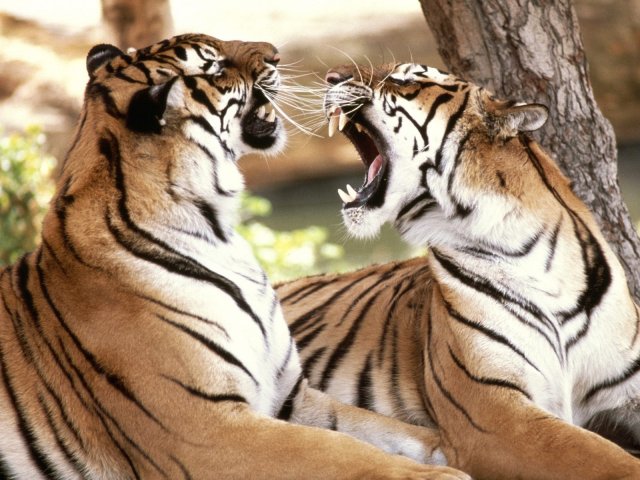 1262866637_bengal-tigers-1600-1200-1266