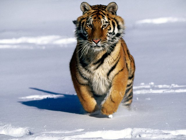 1262866641_charge-siberian-tiger-pictures