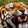 1262866634_bengal-tiger-bangladesh-nepal-india-pictures