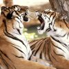 1262866637_bengal-tigers-1600-1200-1266