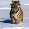 1262866641_charge-siberian-tiger-pictures