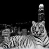 1262866677_city-tiger-1600-1200-2026