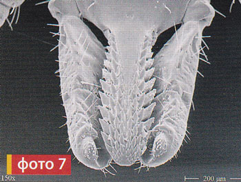 хоботок клеща при увеличении
